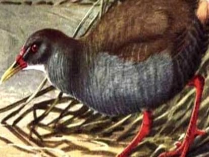 rare bird seen after 40 year in cuba