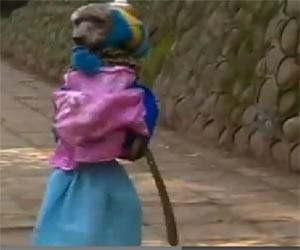 dog dressed as school girl walks on two legs