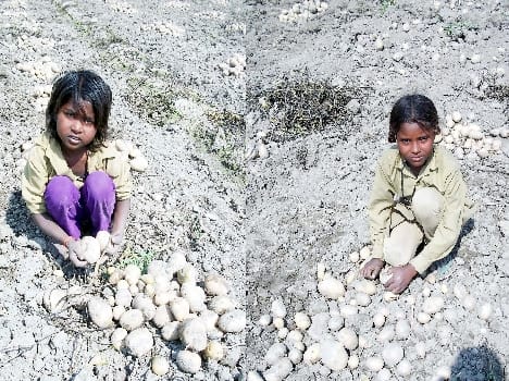 Destroyed by digging potatoes Studies of children have