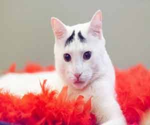 cat with eye brows