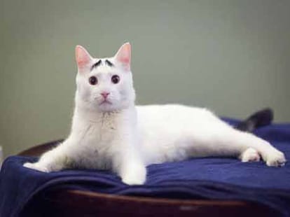 cat with eye brows
