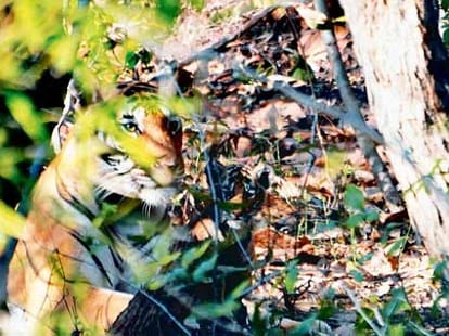 leopard attack children injured seriusly in rampur.