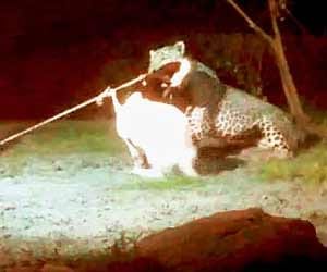 fear of Leopard in this village