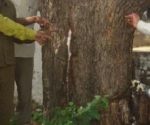 omg! milk blowing from neem tree