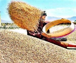 wheat Buy from 2 April 