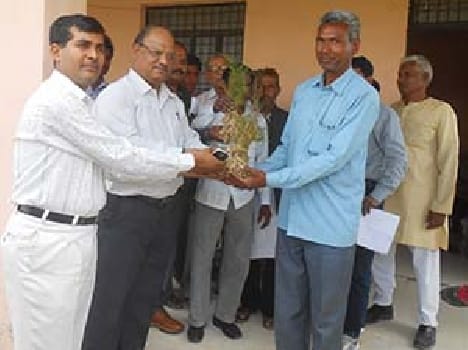 Doaba join now farmers cultivating medicinal