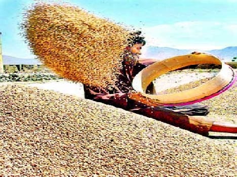 Wheat procurement targets on preparations not