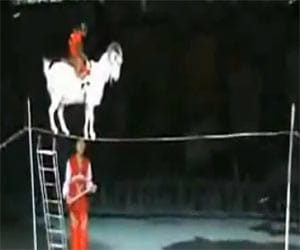 monkey riding on a rope taking monkey on its back
