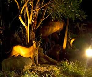 here will be the world's fifth and the country's first Night Safari