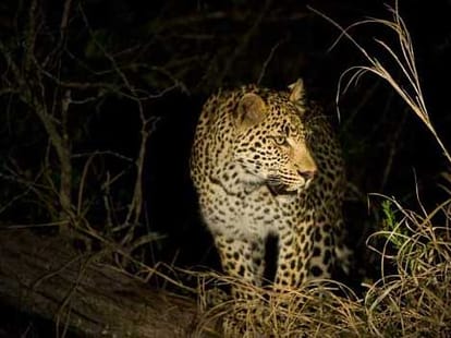 here will be the world's fifth and the country's first Night Safari