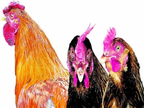 Bird flu alert in the district