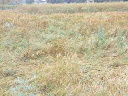 harvest damage in uttarakhand.