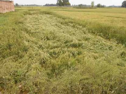 unwanted rain ruins rabi crop