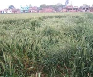 The increased difficulties of unseasonable rain