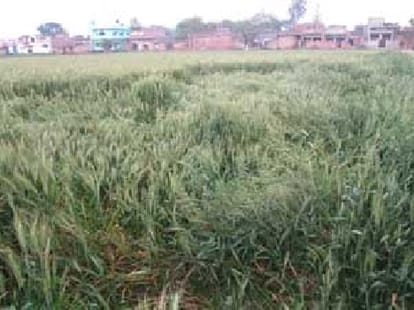 unwanted rain destroyed crop