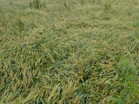 45 per cent of crops destroyed