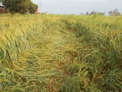 bad news, problem may be in purchasing wheat