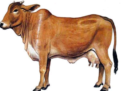 Haryana cows will get unique identity number