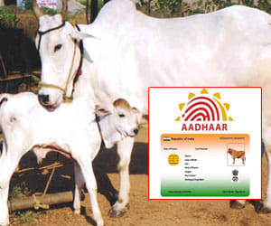 Haryana cows will get unique identity number