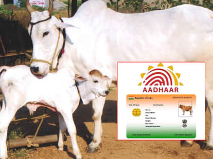 history of beef by DN Jha