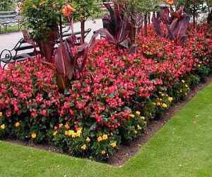 plant the trees for bird chirping in garden