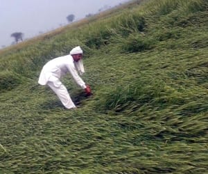 Farmer's problem