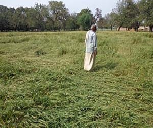 crop destruction due to rain, compansation to farmer of punjab