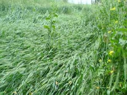 50 percent harvest get ruined in rain in UP.