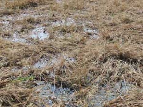 Destroyed 30 per cent of crop damage from rain