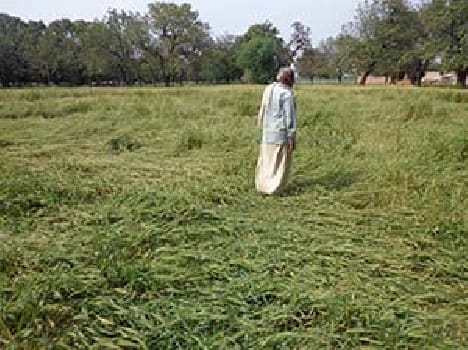 After the data on the rain -hit farmers