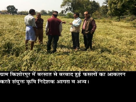 Wheat and barley crop damage in raining