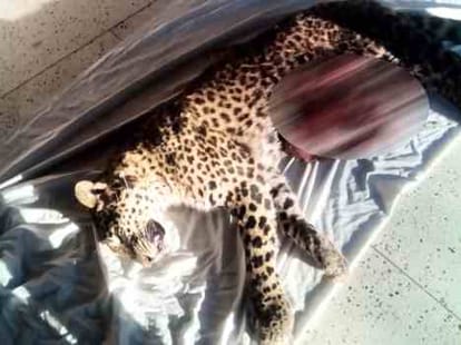 another leopard seen in FRI campus.
