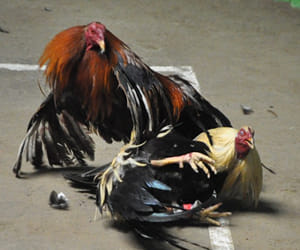 Bird flu fear cold cock businesses