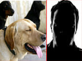 Rs 770 on the sterilization of dogs to ngo