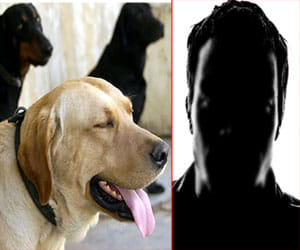 Hatched a conspiracy to abduct their dogs annoying doctor