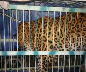 guldar catputred in cage.
