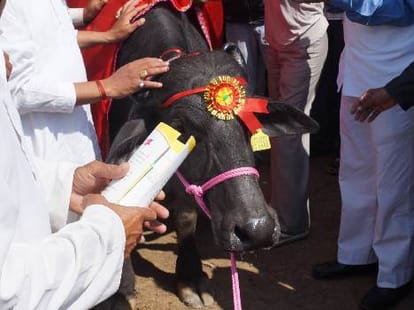 unique buffalow of one million price