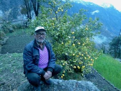 sweet lemon tree in pithoragarh.