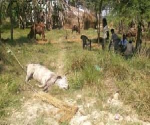 More than 44 lakh animals get killed in UP.