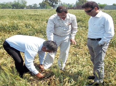 Destruction of crops in the fields seen by the chief secretary
