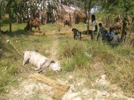  Eight animals were recovered from the pick-up