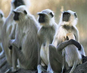 these langurs earn 1.5 lakh rupees per annum