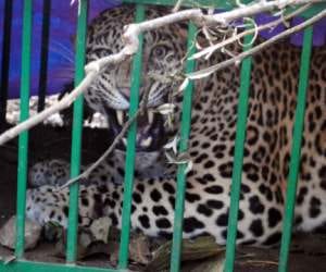 leopard captured in cage.