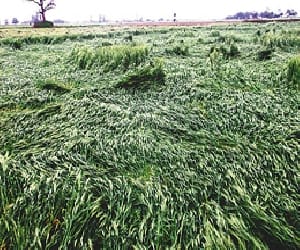 government announces relief for farmers