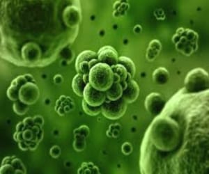Anti freeze protein bacteria found in manimahesh Lake chamba.