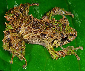  frog that can change its shape