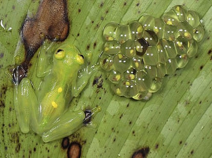  frog that can change its shape
