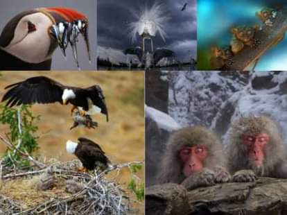 These are award winning photographed of forest life