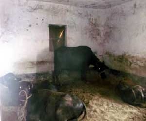 In this village 19 Buffaloes had a heart attack, death