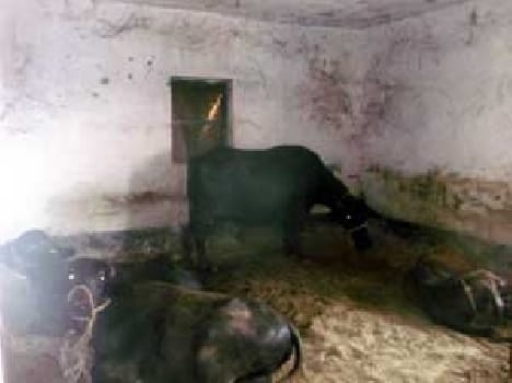 Minister of Basic Education in the school herd
